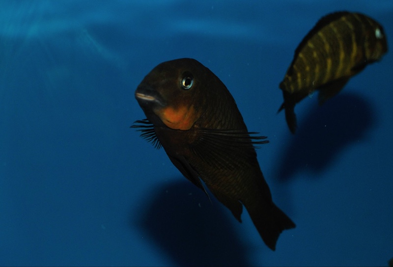 Tropheus sp. 'mpimbwe' Cape Mpimbwe (Red Cheek)